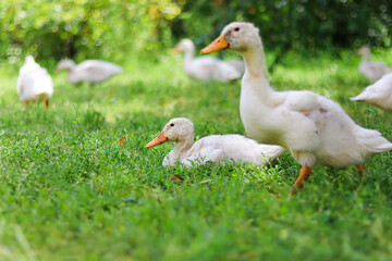 Naklejka na ściany i meble cute ducks walk in the yard.pets.Household.Agriculture.Home farm.Bird farm.Love for animals and care.Happy animals.Poultry farm.Beautiful photo of ducks. home zoo.animal protection.white ducks.chick.