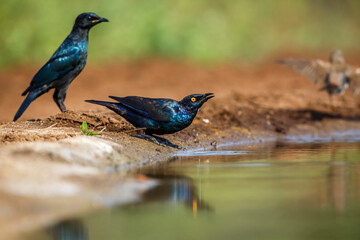 Cape Glossy Starling drinking at waterhole in Kruger National park, South Africa ; Specie Lamprotornis nitens family of Sturnidae