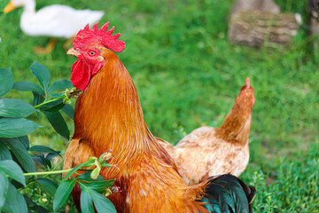 Beautiful rooster.Agriculture.Chickens.Rooster walking.Animal farm.Household.Environmentally friendly.Farm animals.Animals in the village.Rooster in the yard.Farming.animal protection.
funny rooster.