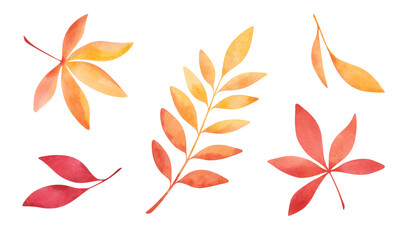 Set of watercolor, autumn leaves in yellow, orange and red shades isolated on a white background. Drawn by hand. Element for design, decoration and decoration.