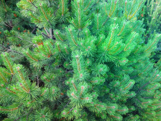 Mountain pine, dwarf mountain pine, scrub pine.