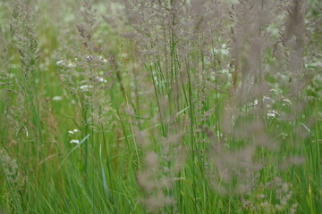close-up photography of grass, green spikelets against the background of the meadow, meadow grass against the sky, bright green meadow