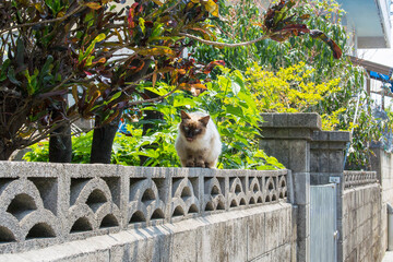 奥武島の島猫達