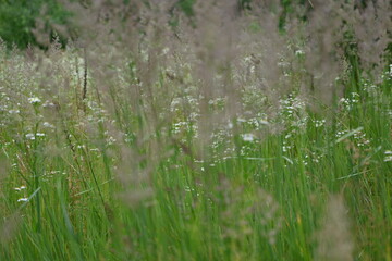 close-up photography of grass, green spikelets against the background of the meadow, meadow grass against the sky, bright green meadow