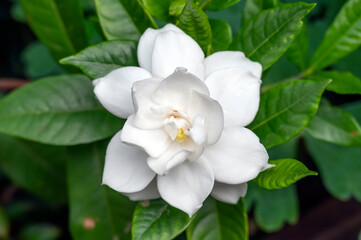 Obraz na płótnie Canvas Sub tropical flowering scented Gardenia jasminoides, Cape Jasmine, plant with pure white flowers