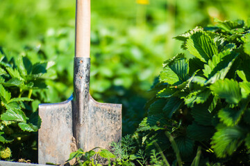 Farmer's garden tool and equipment - shovel. Concept of a garden or agricultural work at summer or spring on the plantation