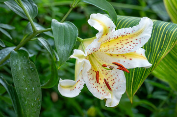 Lilium auratum, Golden-rayed lily, a species of lily native to Japan