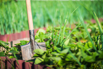 Farmer's garden tool and equipment - shovel. Concept of a garden or agricultural work at summer or...