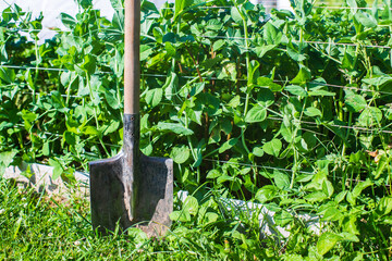Farmer's garden tool and equipment - shovel. Concept of a garden or agricultural work at summer or...