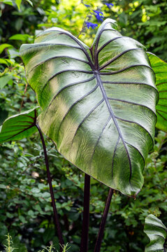 Colocasia esculenta 'Pharaoh's Mask' a plant in the aroid family