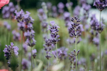 Fototapeta premium Purple lavender blossom summer field