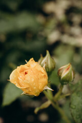 Beautiful yellow roses in the garden