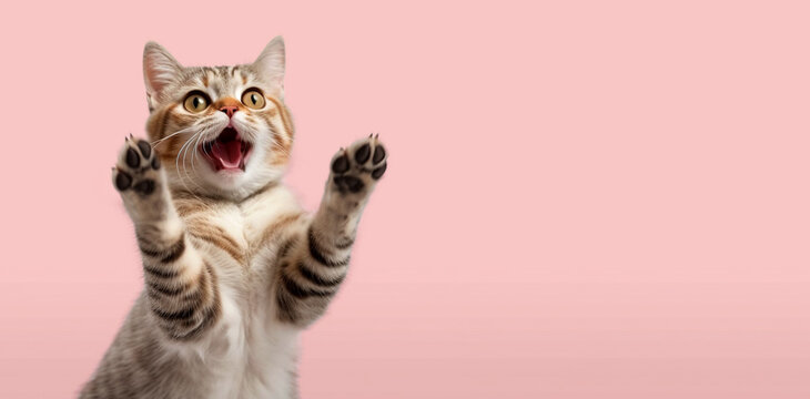 Funny portrait of a cat looking shocked or surprised against the background with its paw up.