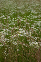 mental health concept, green meadow white daisies, eco white green natural background, chamomile meadow, green summer field