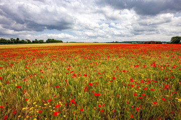 red poppies fields in Normandy, france
