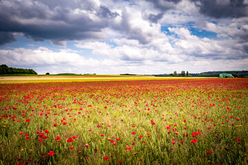 red poppies fields in Normandy, france