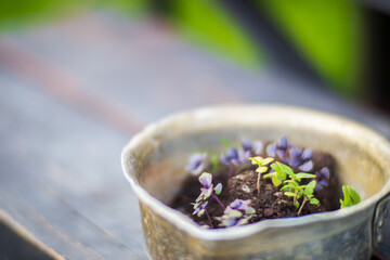 Young seedlings of agricultural plants ready for planting on the farm. Gardening concept. Agricultural work on the plantation