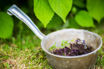 Young seedlings of agricultural plants ready for planting on the farm. Gardening concept. Agricultural work on the plantation