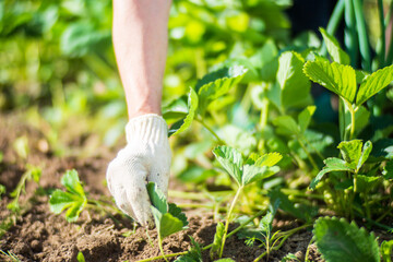 Fototapeta premium The farmer takes care of the plants in the vegetable garden on the farm. Gardening and plantation concept. Agricultural plants growing in garden beds