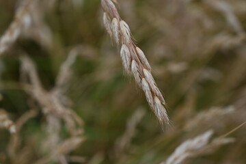 mature spikelets of grass close up, Brown cereal spikes in close-up, field background in close-up, summer meadow vegetation