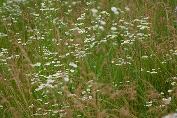 mental health concept, green meadow white daisies, eco white green natural background, chamomile meadow, green summer field