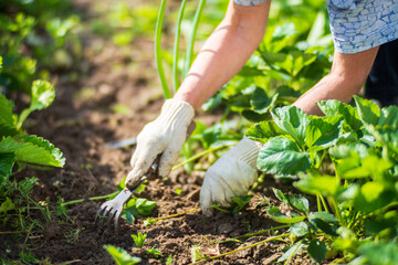 The farmer takes care of the plants in the vegetable garden on the farm. Gardening and plantation concept. Agricultural plants growing in garden beds