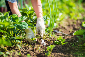 The farmer takes care of the plants in the vegetable garden on the farm. Gardening and plantation concept. Agricultural plants growing in garden beds