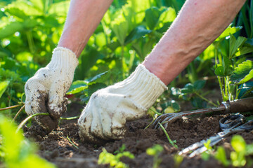 The farmer takes care of the plants in the vegetable garden on the farm. Gardening and plantation concept. Agricultural plants growing in garden beds