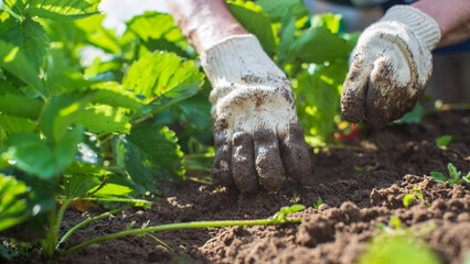 The farmer takes care of the plants in the vegetable garden on the farm. Gardening and plantation concept. Agricultural plants growing in garden beds