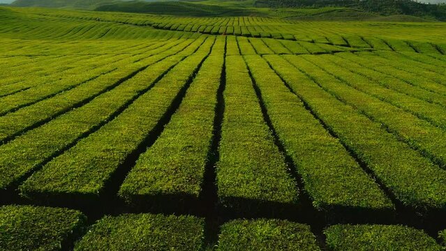 Aerial view of symmetrical rows in green tea plantation