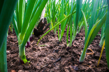 Obraz premium Weeding beds with agricultura plants growing in the garden. Weed control in the garden. Cultivated land close-up. Agricultural work on the plantation