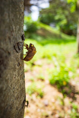 夏に見られる木で羽化した蝉の抜け殻