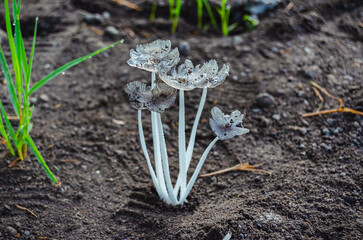 Wild white mushroom in soil with sticks and leaves. Toadstools.
