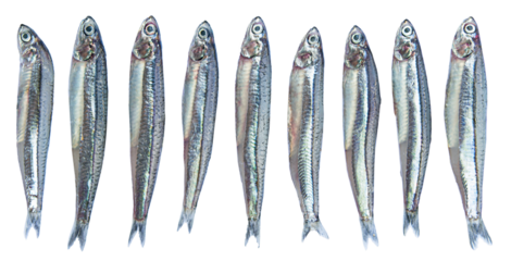 Close up anchovies or gray anchovy isolated on transparency background.