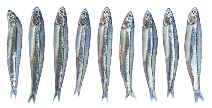 Close up anchovies or gray anchovy isolated on transparency background.
