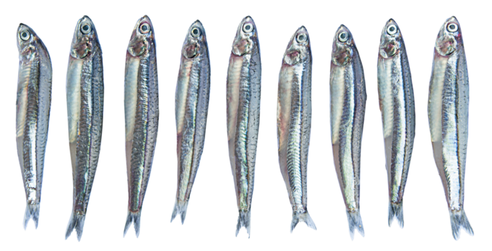 Close up anchovies or gray anchovy isolated on transparency background.