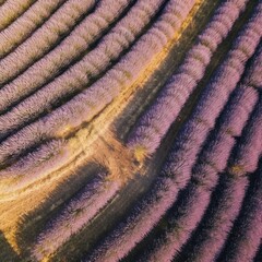 Fototapeta na wymiar Aerial view of amazing lavender field with daylight. Generative Ai.