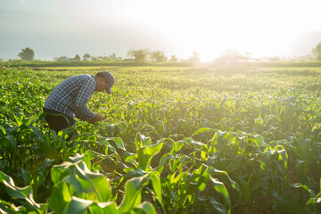 Agriculture production concept. young agronomist examines corn crop on field in summer. Farmer on corn field.Agronomist inspecting corn crops growing in the farm field. - obrazy, fototapety, plakaty