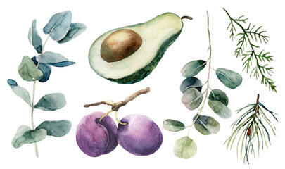 A set of botanical watercolor illustrations. Clipart Avocados, plums, cones.