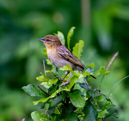 Passerine 