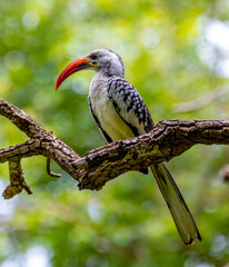 Red-billed hornbill