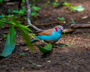 Red-billed hornbill
