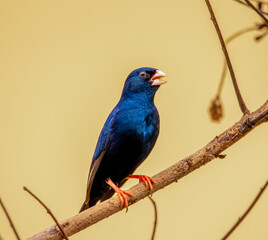 Indigo bird