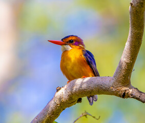 Pygmy African kingfisher