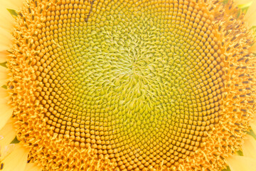 cluse up seeamles yellow unflower texture with uniqe pattern