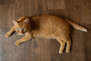 Red tabby cat lying on laminate floor. Cute cat with green eyes. Top view.