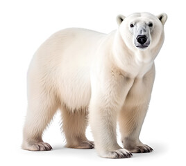 polar bear profile view, isolated background. Generative Ai