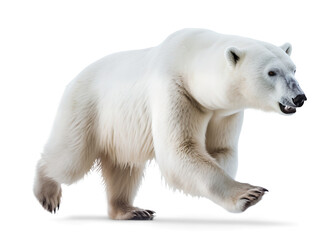 Obraz na płótnie Canvas scary running polar bear, isolated background. Generative Ai