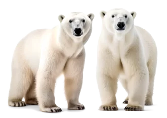 Foto op Canvas two polar bear as family couple, isolated background. Generative Ai © FP Creative Stock