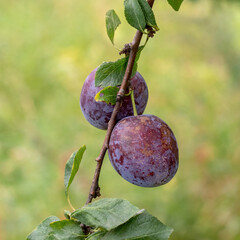 Branch of a plum tree